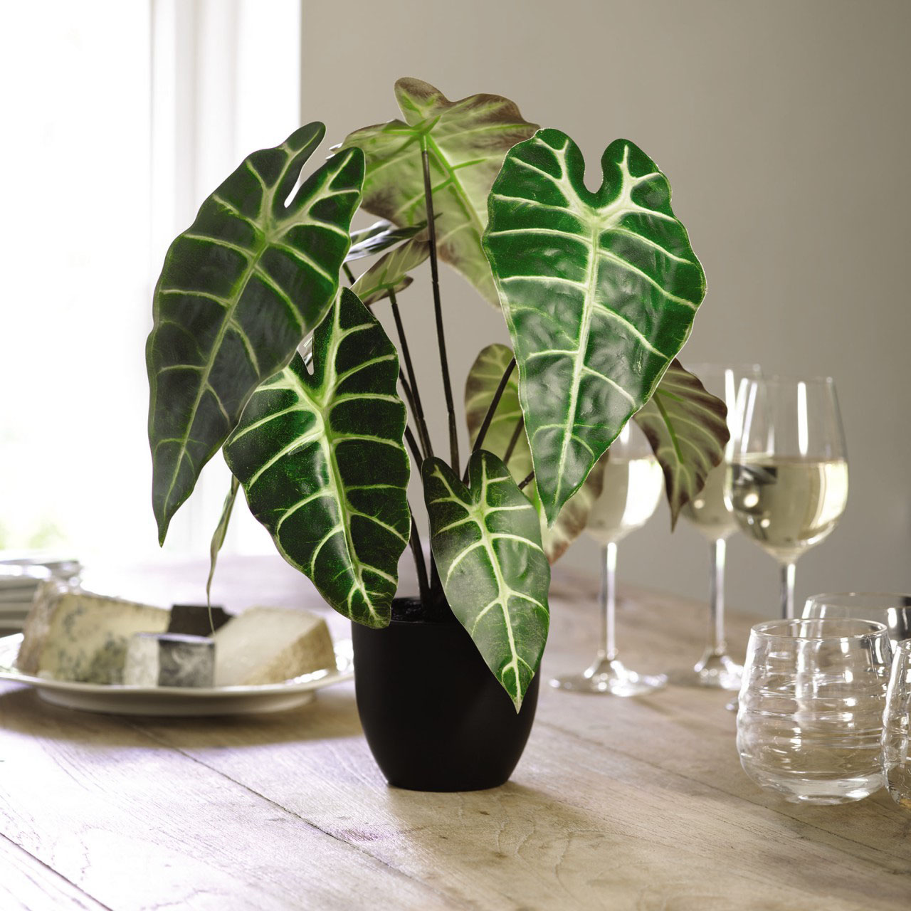 Potted Alocasia