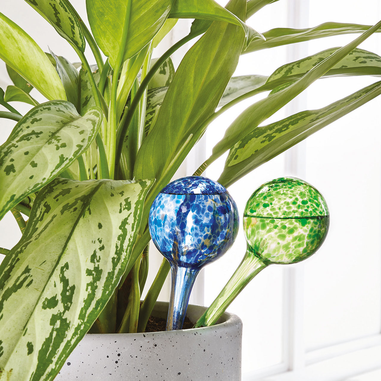 Glass Plant Watering Spheres - Set of 6