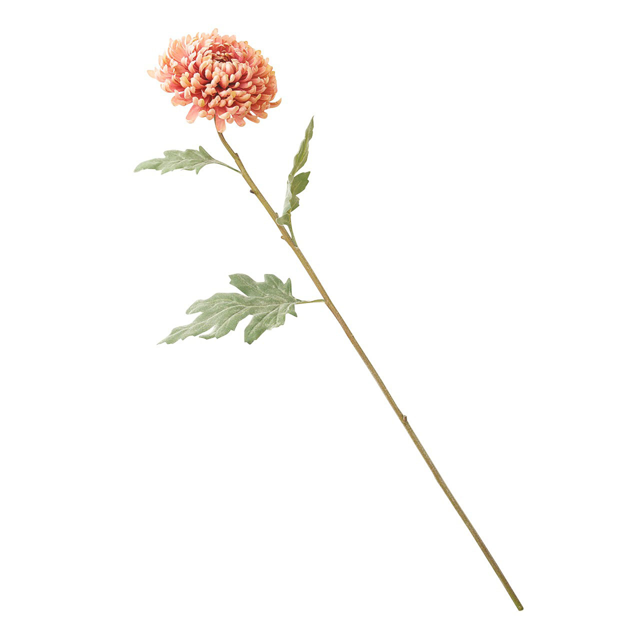 Amber Chrysanthemum Stem