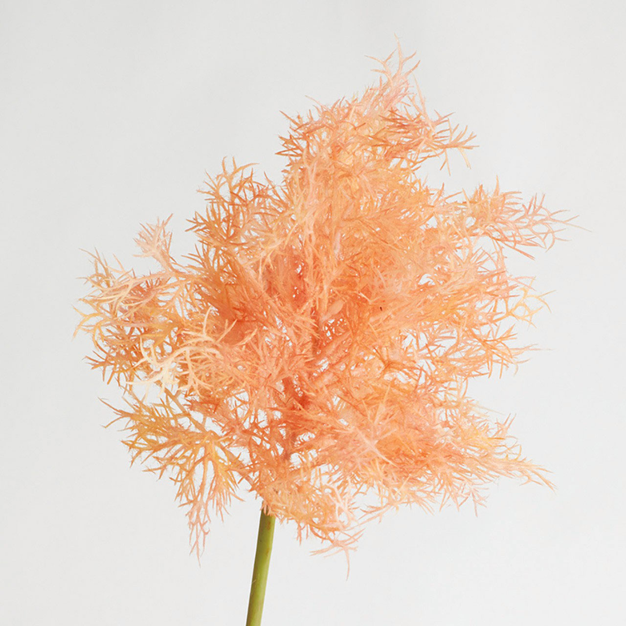 Pink Flowering Smoke Bush Spray
