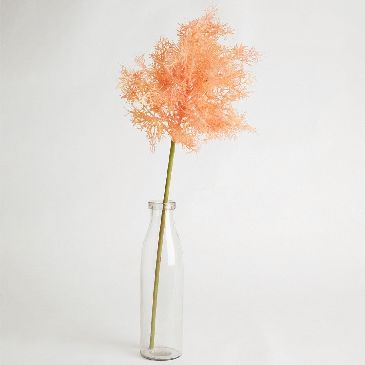 Pink Flowering Smoke Bush Spray