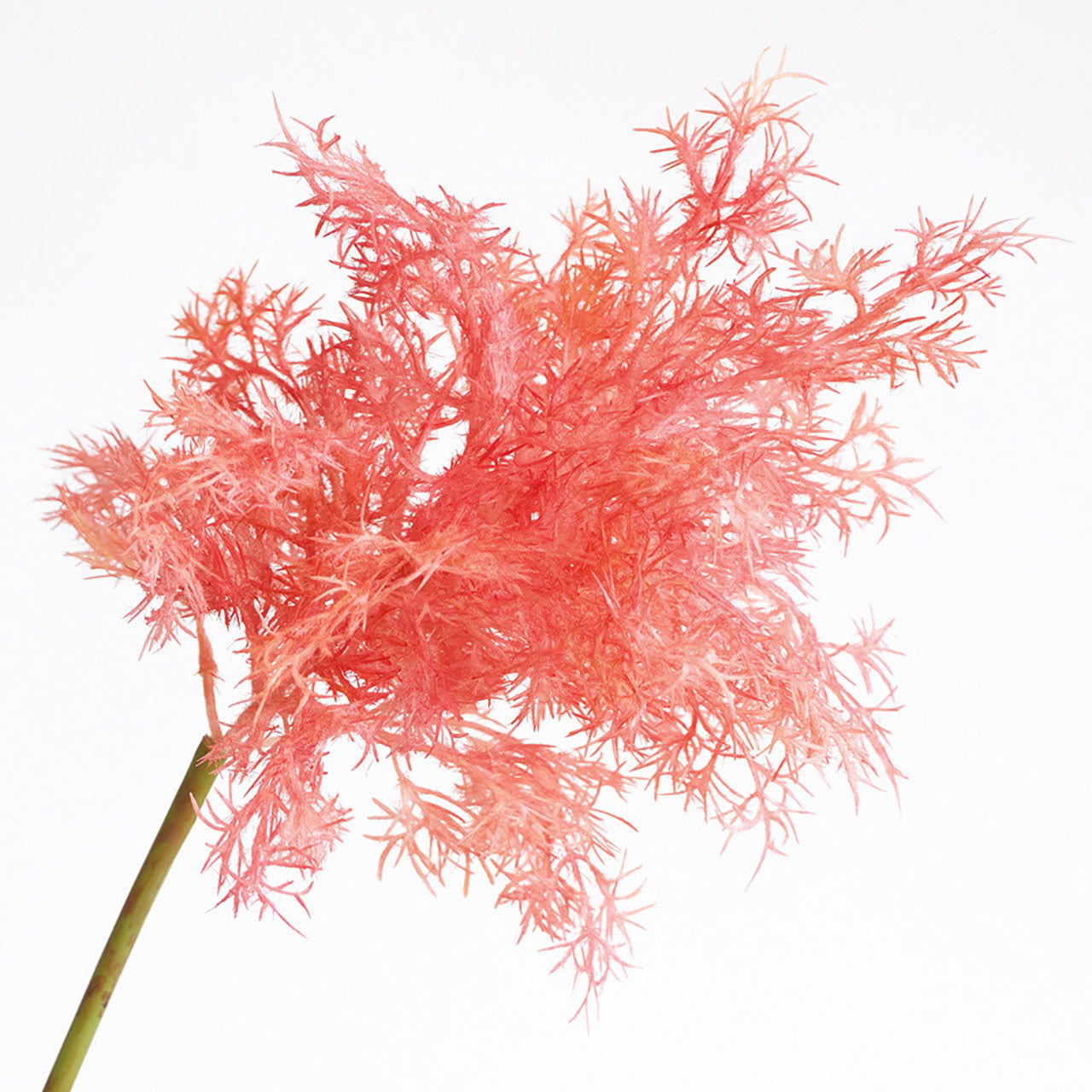 Fuchsia Flowering Smoke Bush Spray