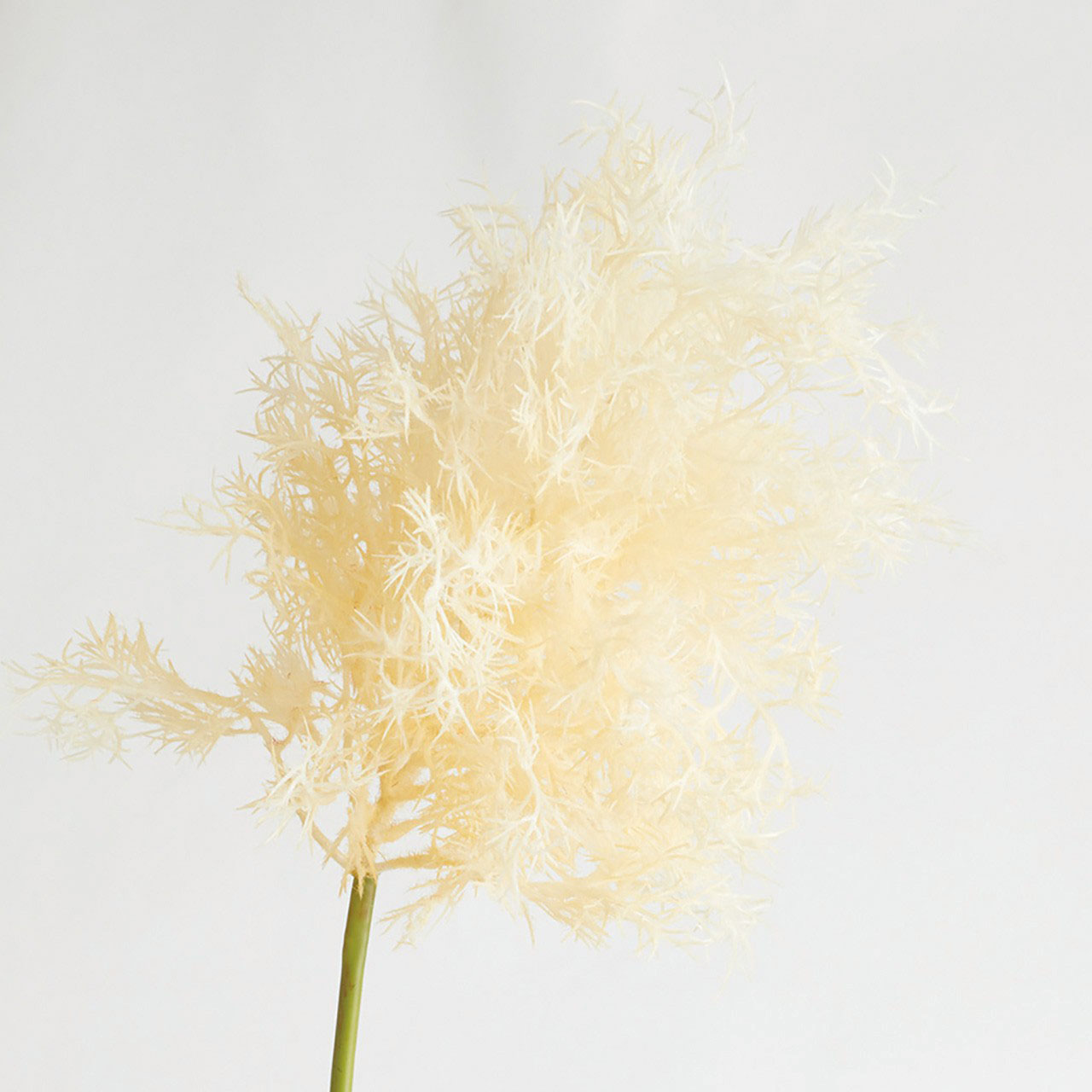 Tall Ivory Flowering Smoke Bush Spray