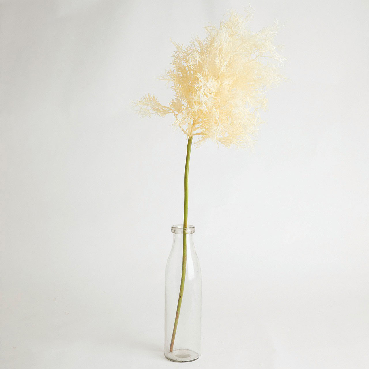 Tall Ivory Flowering Smoke Bush Spray