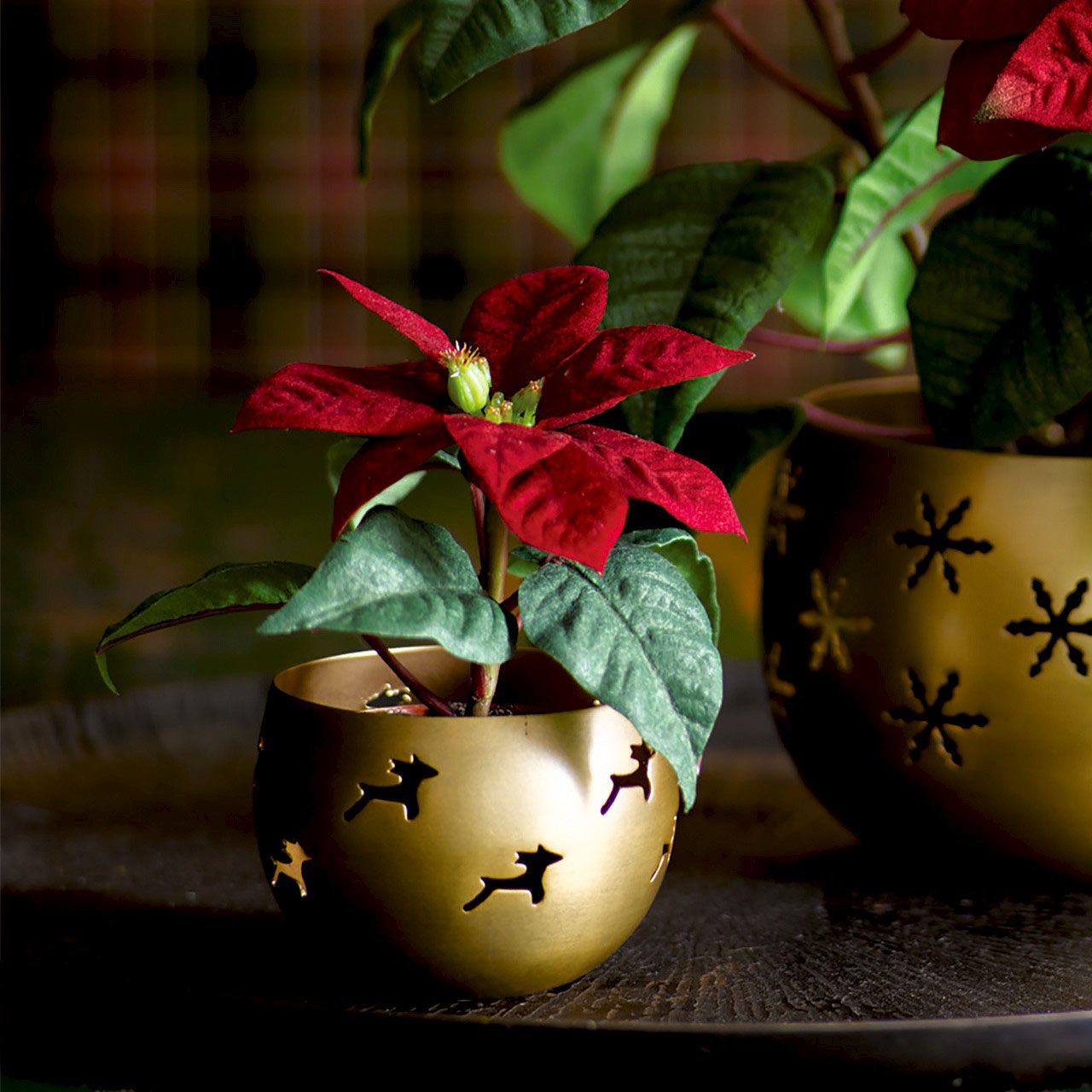 Mini Poinsettia in Gold Vase