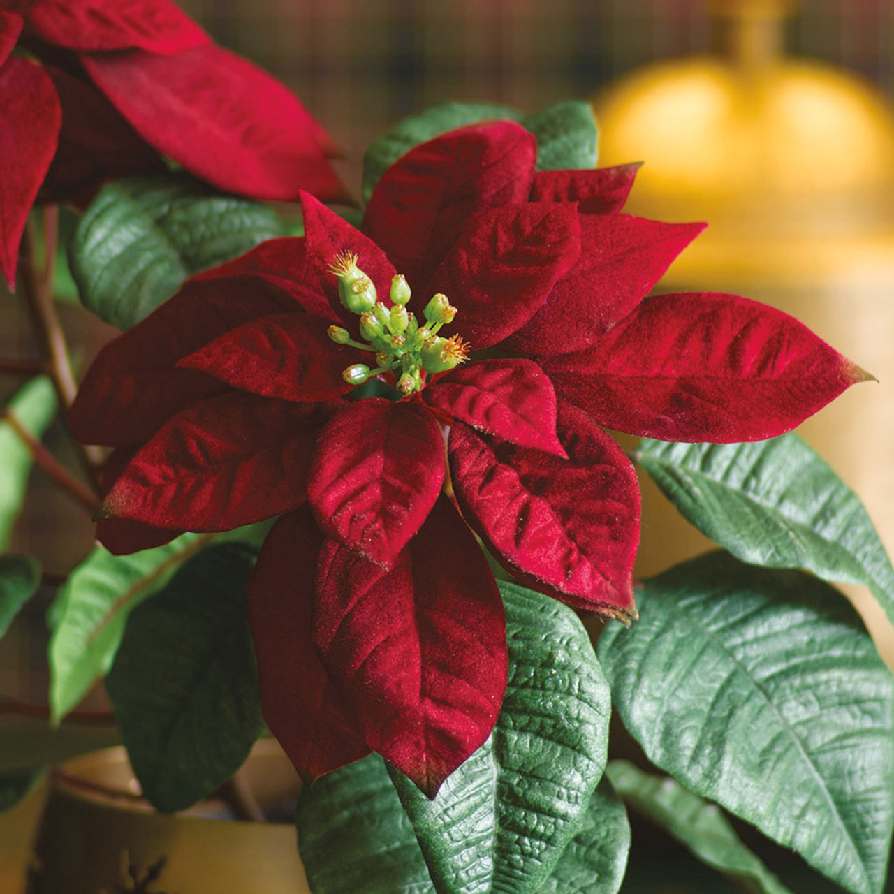 Mini Poinsettia in Gold Vase