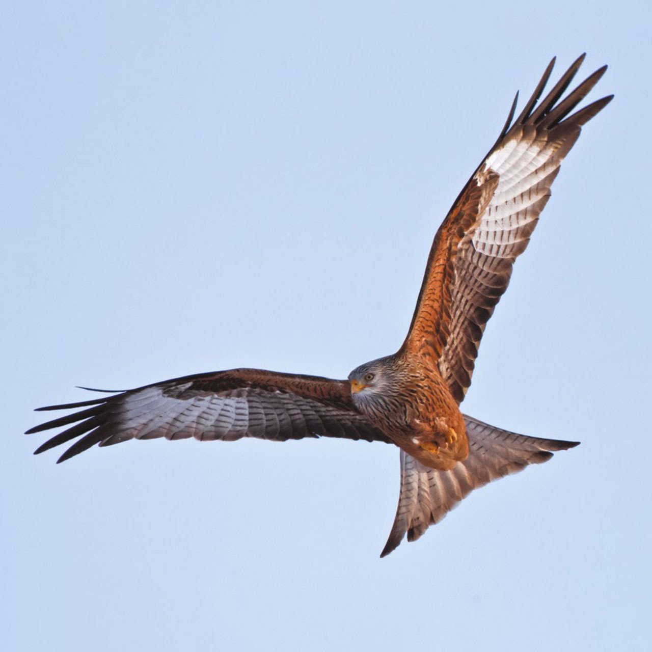 Sunagor Micro Zoom Binoculars with 9X-45X Magnification