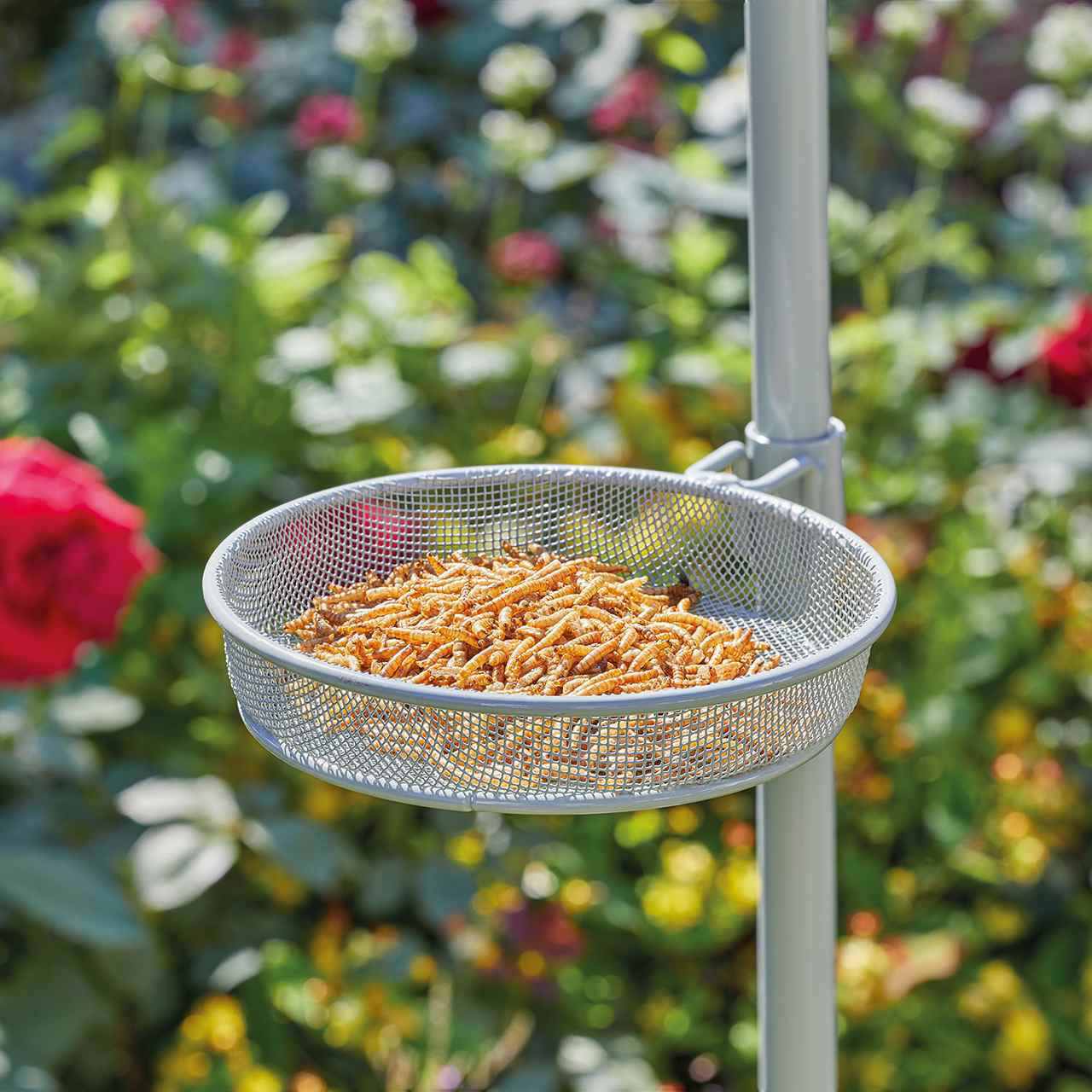 Complete Bird Feeding Station