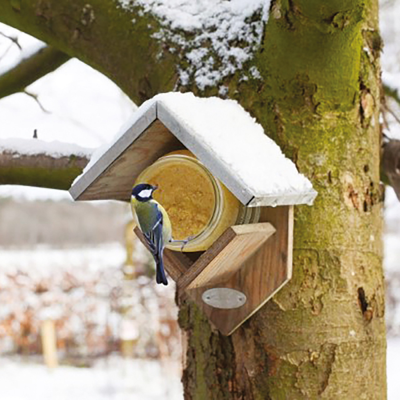 Wall Bird Feeder and Peanut Butter Jar