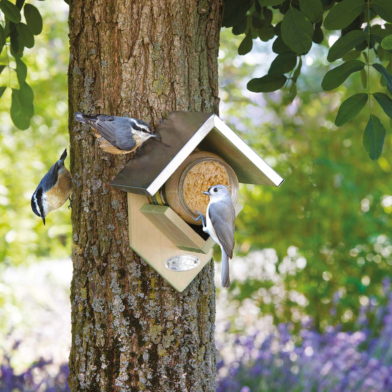 Wall Bird Feeder and Peanut Butter Jar