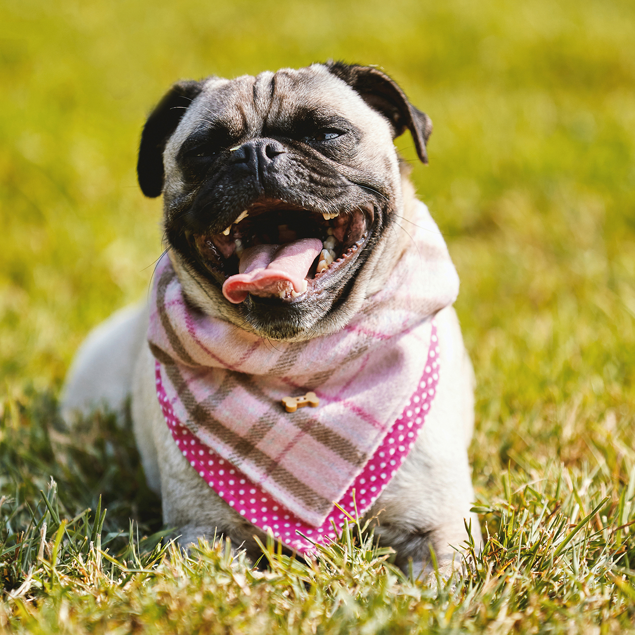 Dog Bandana