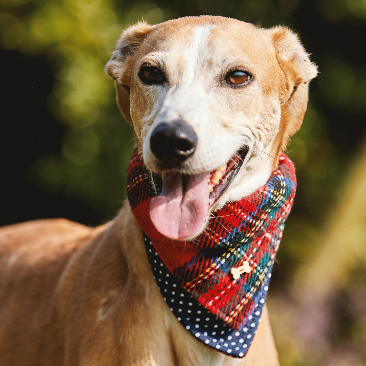 Dog Bandana