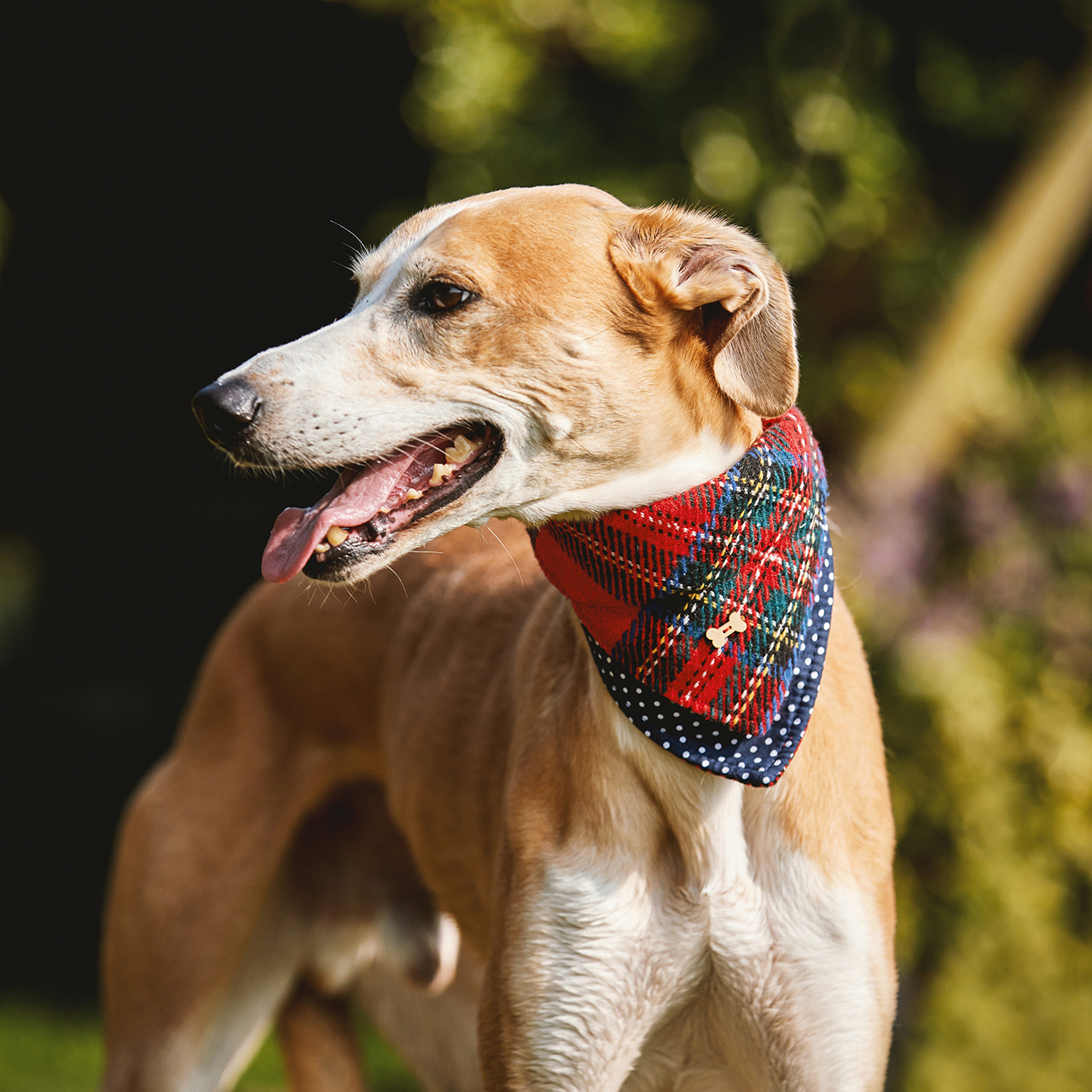 Dog Bandana