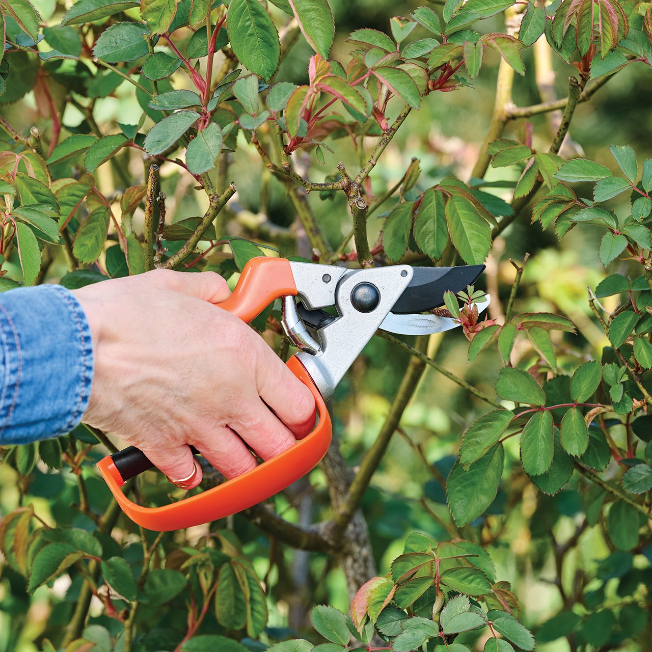 Strain Reducing Secateurs