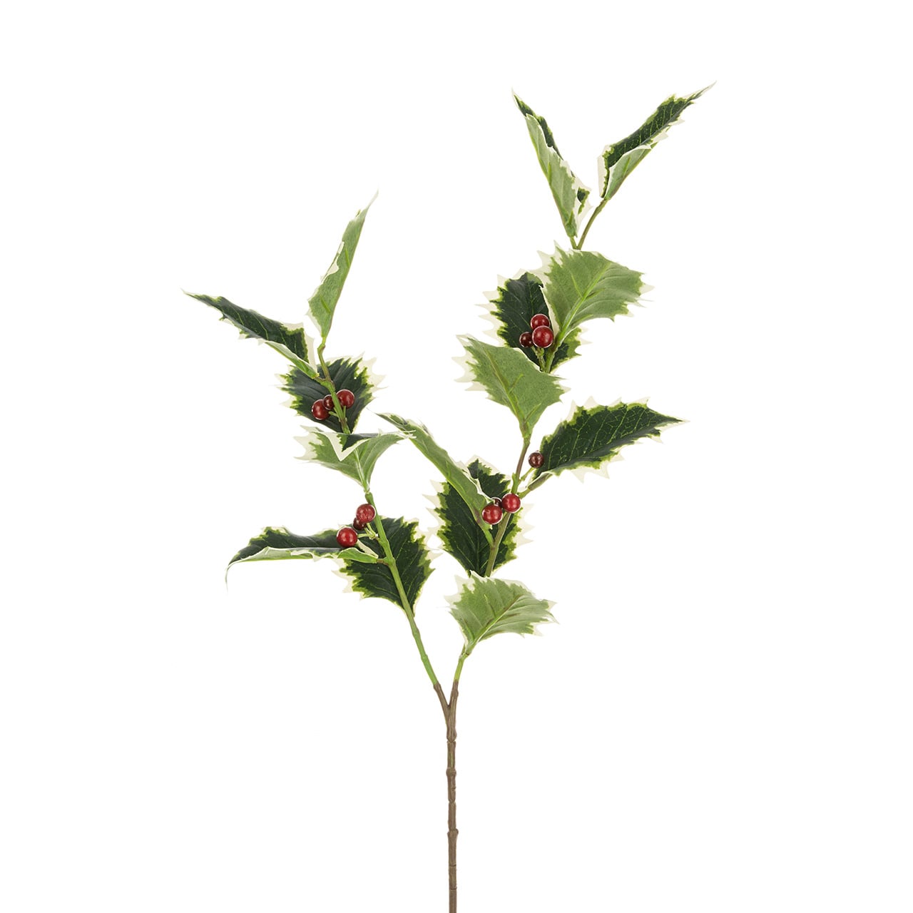Variegated Holly Spray