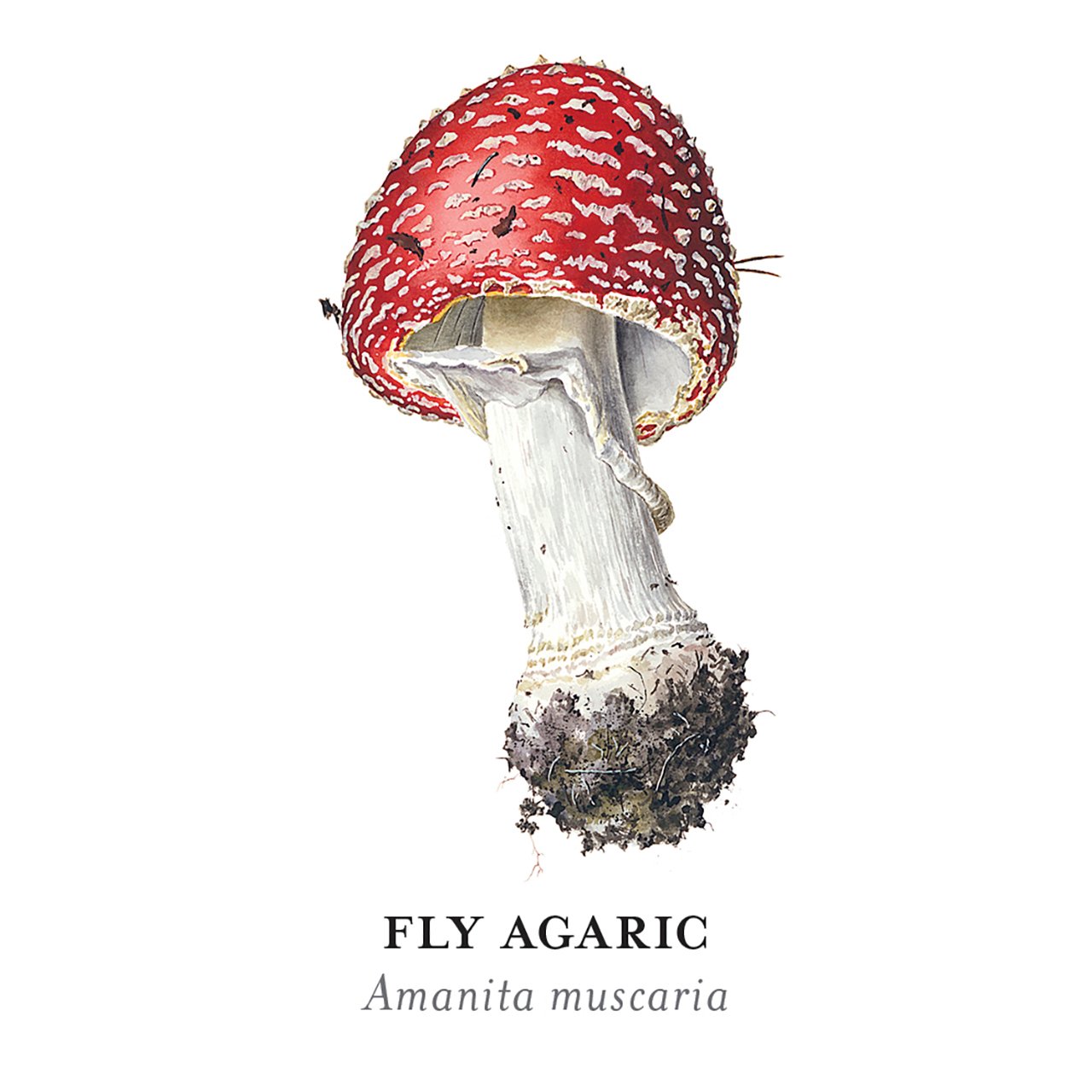 Mushrooms Memory Game