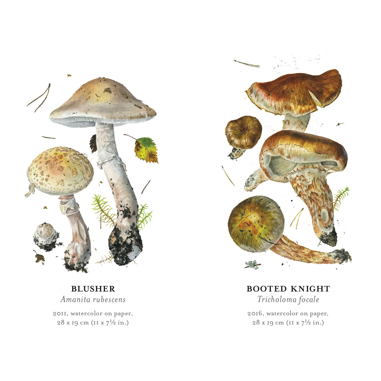 Mushrooms Memory Game