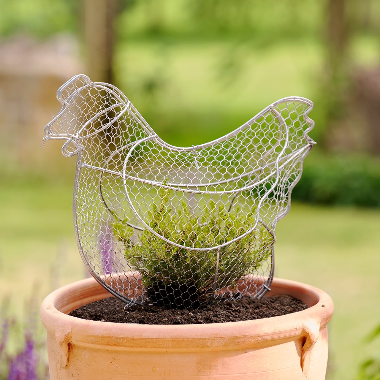 Chicken Topiary Frame