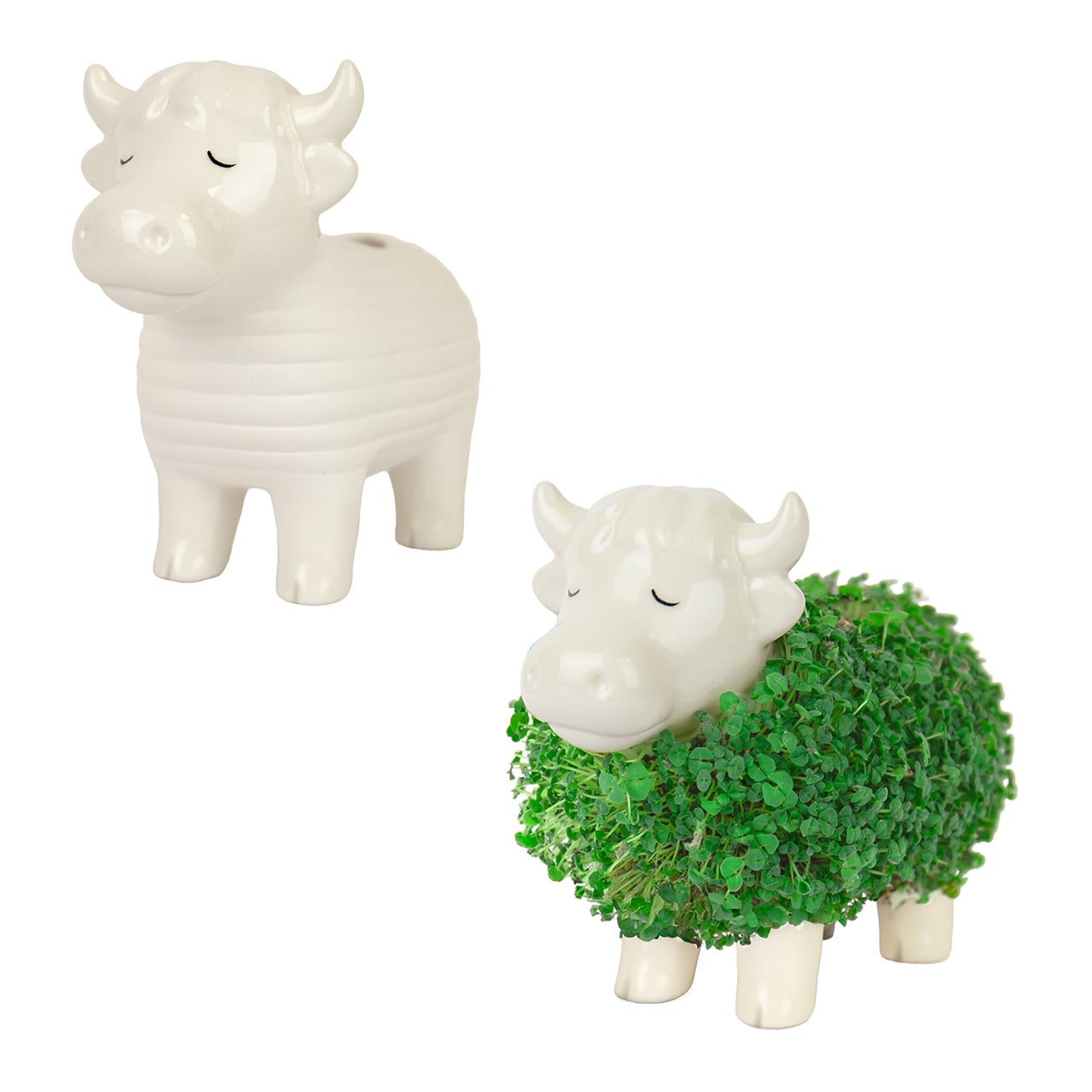 Highland Cow Chia Planter