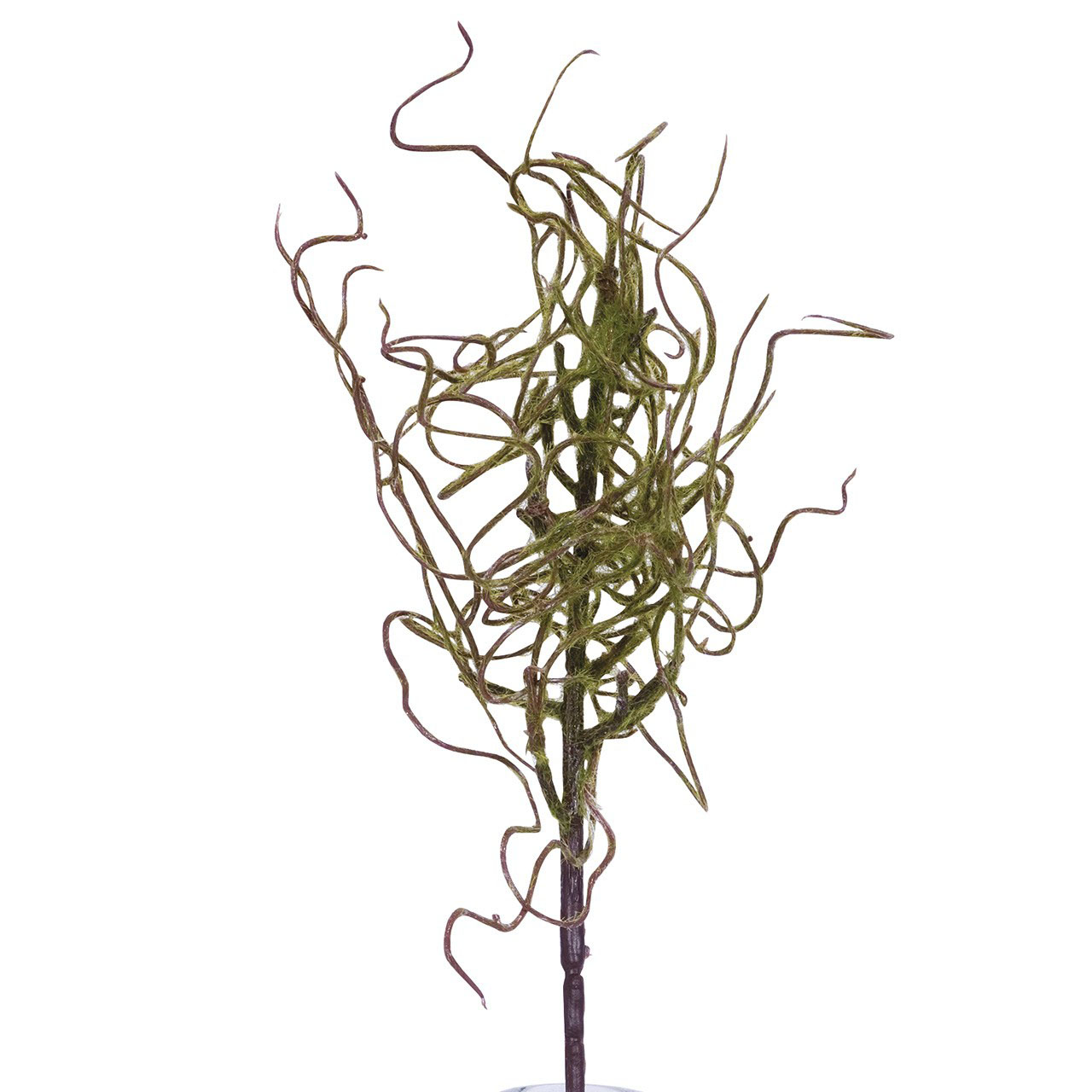 Withered Moss Stem