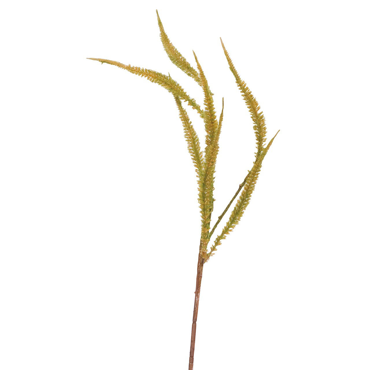 Dog Tail Fern Stem
